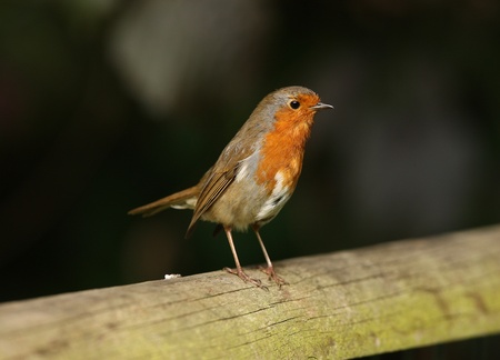 Portrait of a Robinの写真素材