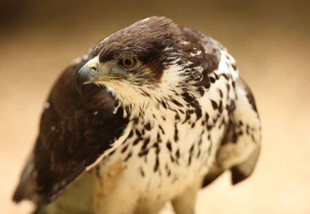 Portrait of a Saker Falconの写真素材