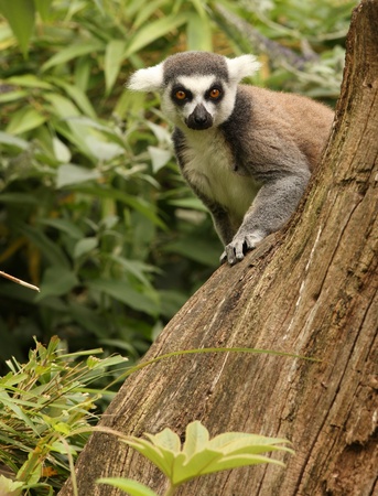 A Ring Tailed Lemur peeping behind a tree stump