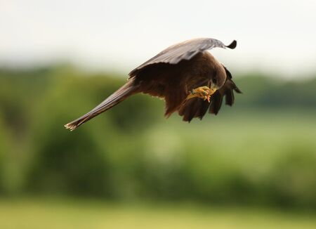 A Black Kite catching food on the wing