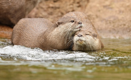 Oriental Short Clawed Otters cuddling in a streamの写真素材