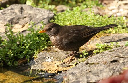 Close up of a female Blackbird searching for food for her youngの写真素材