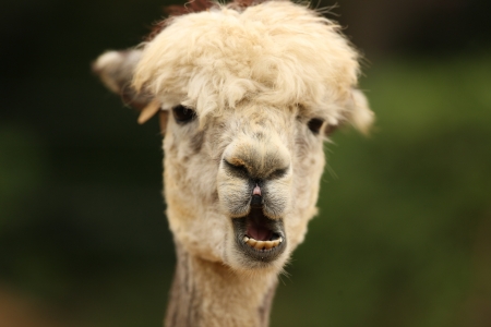 Portrait of an Alpacaの写真素材