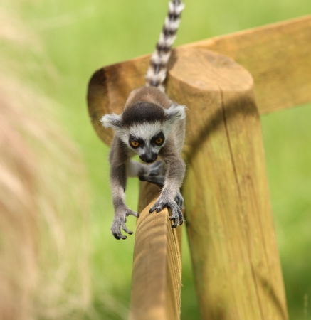 Close up of a baby Ring-Tailed Lemur learning to climb