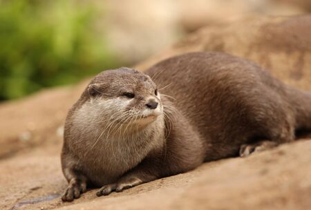 Portrait of a Oriental Short-Clawed Otterの写真素材