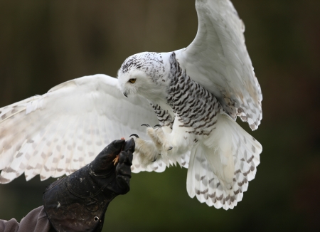 Close up of a Snowy Owl in flightの写真素材