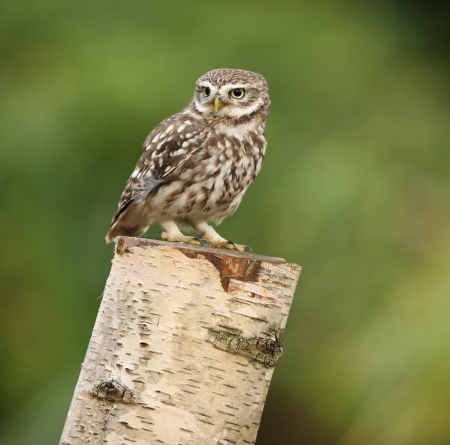 Portrait of a Little Owl on a tree stumpの写真素材