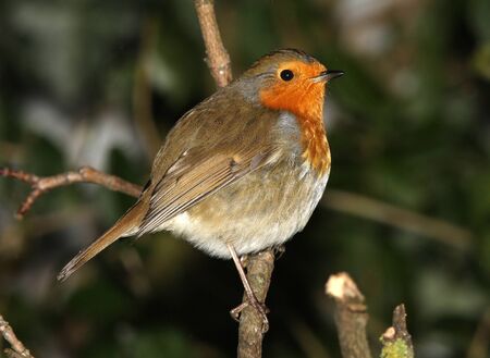 A Robin perched on a branch in winterの写真素材