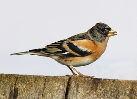 A male Brambling perched on a tree stumpの写真素材
