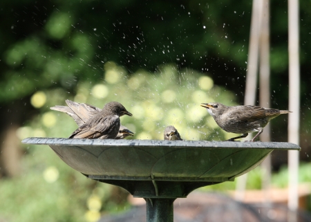 A group of young Starlings enjoying a bathの写真素材