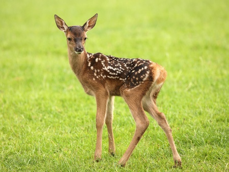 Close up of a baby Fallow Deerの写真素材