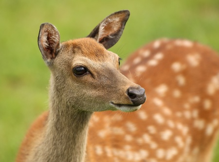 Close up of a female Fallow Deerの写真素材
