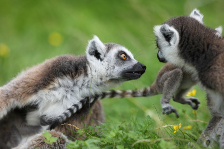 Close up of a Ring Tailed Lemur family