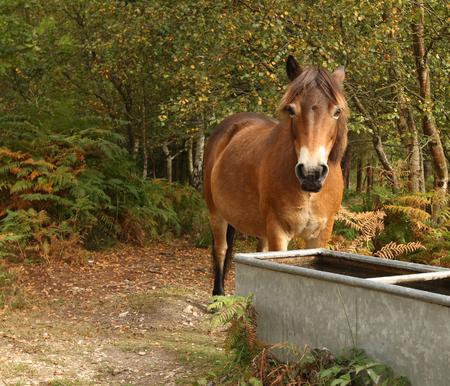 Portrait of a wild Exmoor Pony drinkingの写真素材