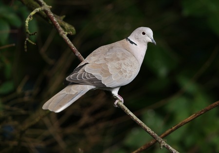 Portrait of a Collared Doveの写真素材