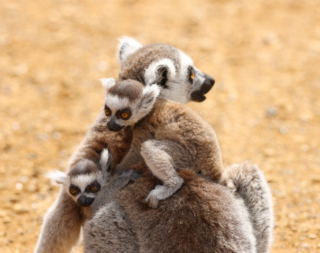 Close up of a mother Ring Tailed Lemur and babiesの写真素材