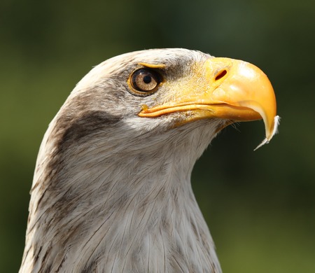 Portrait of a Bald Eagleの写真素材