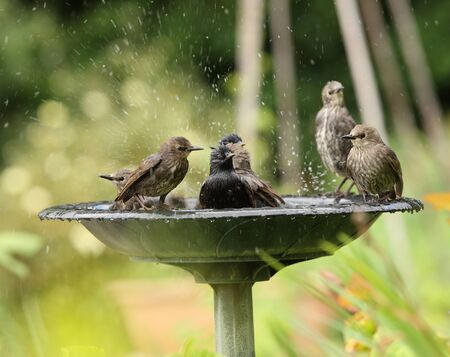 A family of Starlings enjoying a water bathの写真素材