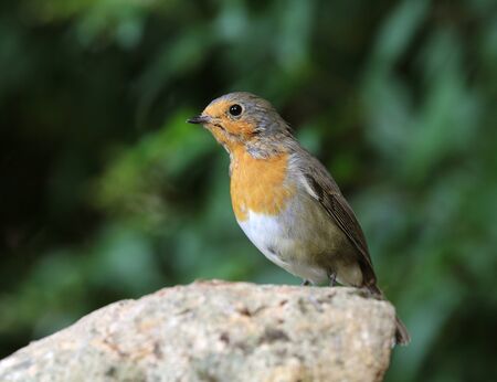 Portrait of a Robin on a rock