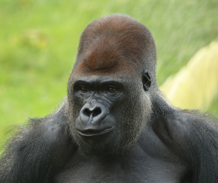 Portrait of a Silverback Gorilla