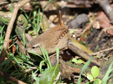Close up of a Wren searching for foodの写真素材