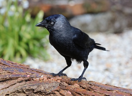 Close up of a Jackdaw on a tree stumpの写真素材