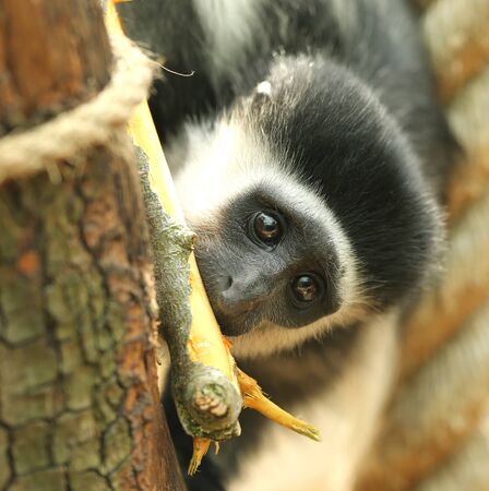 Close up of a Eastern Black-and-White baby Colobus monkeyの写真素材