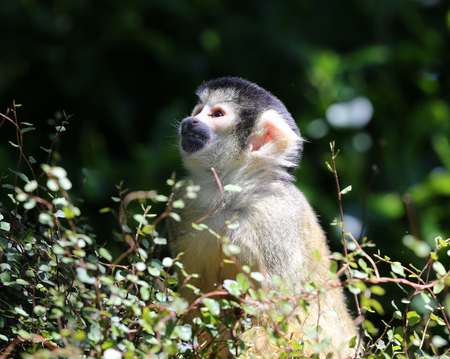 Portrait of a Squirrel Monkey