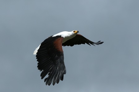 Close up of an African Fish Eagle in flight