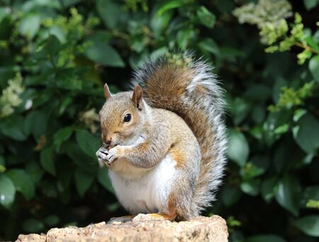 Close up of a male Grey Squirrel on a tree stumpの写真素材