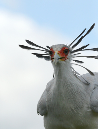 Close up of a male Secretary Birdの写真素材