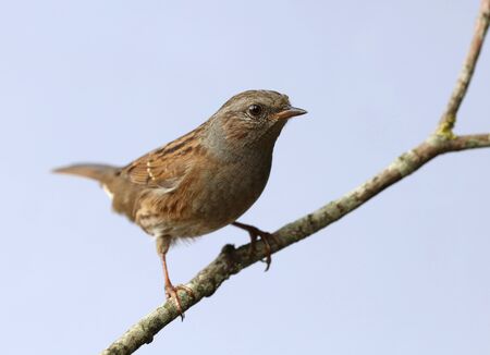 Close up of a Dunnock perched on a branch in autumnの写真素材