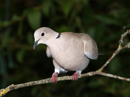 Close up of a Collard Doveの写真素材