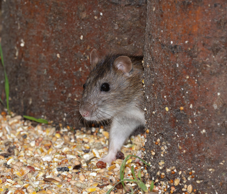 Close up of a young wild Brown Ratの写真素材