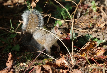 Close up of a young Grey Squirrel searching for nutsの写真素材