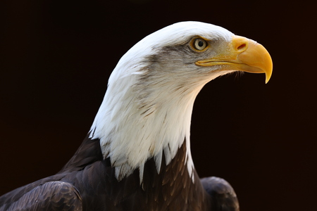 Portrait of a Bald Eagle with dark backgroundの写真素材