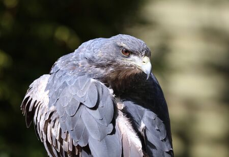 Close up of a Chilean Blue Buzzard Eagle preeningの写真素材
