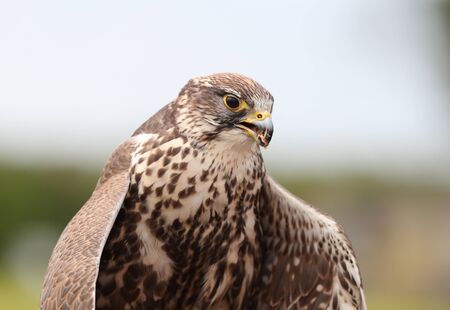 Close up of a Saker Falcon eating preyの写真素材