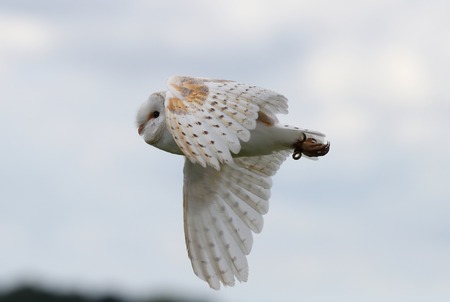 Close up of a Barn Owl in flightの写真素材