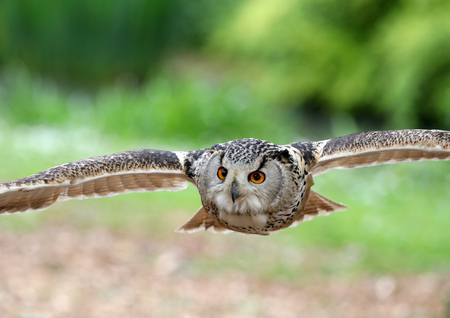 Close up of an Eagle owl in flight head on