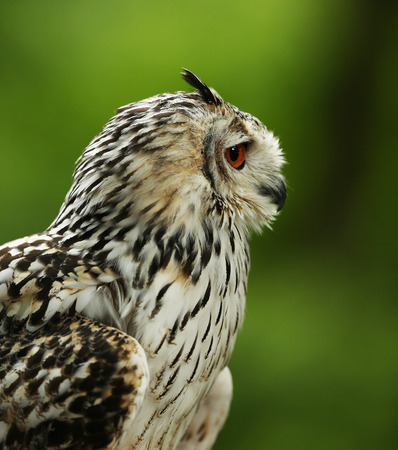 Profile of an Eurasian Eagle Owl with blurred green backgroundの写真素材