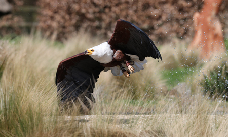 Close up of an African Sea Eagle in flight catching food