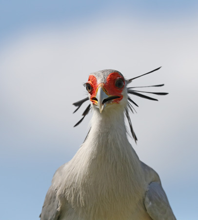 Close up of a female Secretary Birdの写真素材