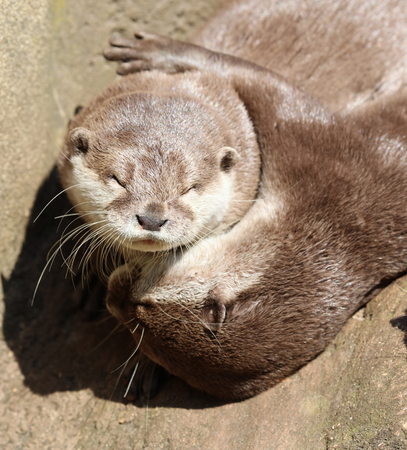 Close up of an Oriental Short Clawed Otter cuddlingの写真素材