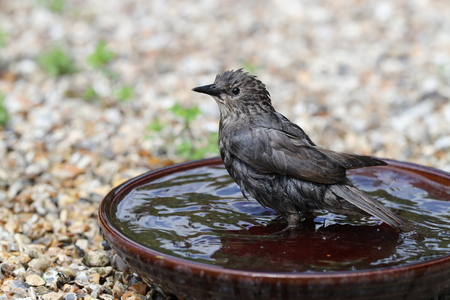 Close up of a young Starling taking a bath in a water bowlの写真素材