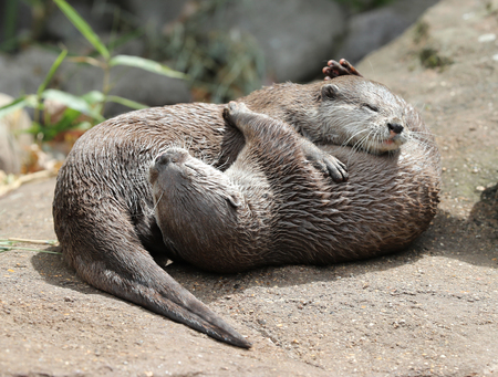 Oriental Short Clawed Otters cuddling and playing