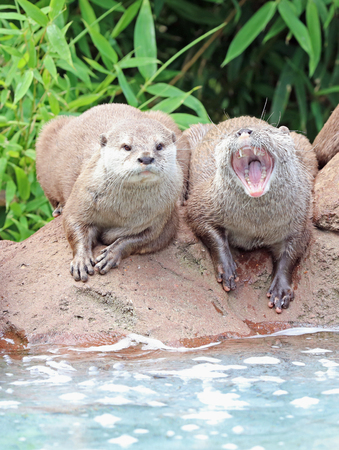 Two Oriental Short Clawed Otters sitting on a rockの写真素材