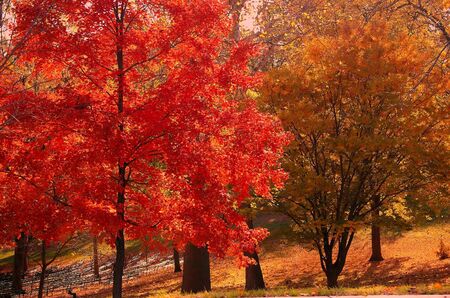 autumn red and gold  colorful leavesの写真素材