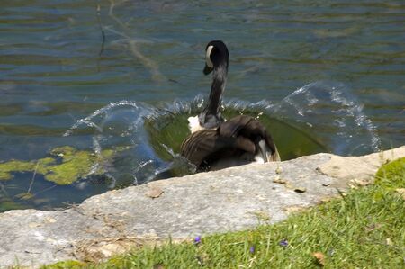 wild goose makes a splash on takeoffの写真素材