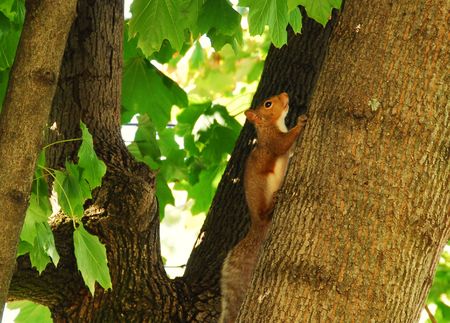 red squirrel clinging to the side of a tree の写真素材